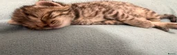Mixed Breed cats for sale: Gorgeous British Short Hair Cross Baby Lions 🦁  - Advert 10