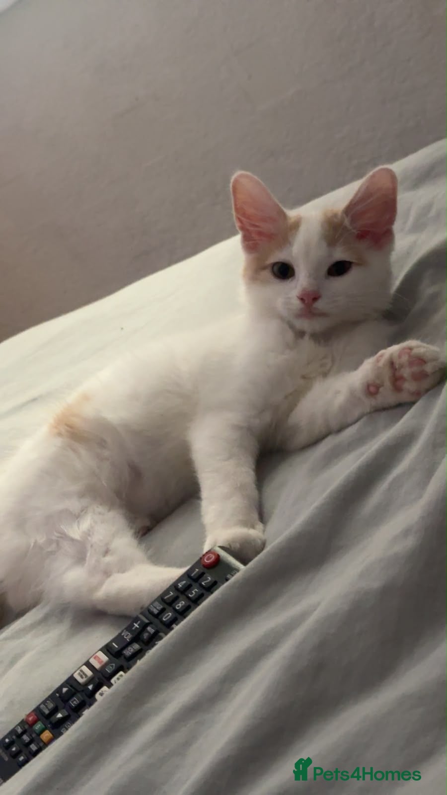 Maine Coon cats 🐾 Beautiful Maine Coon × Ragdoll Kitten - Advert 6