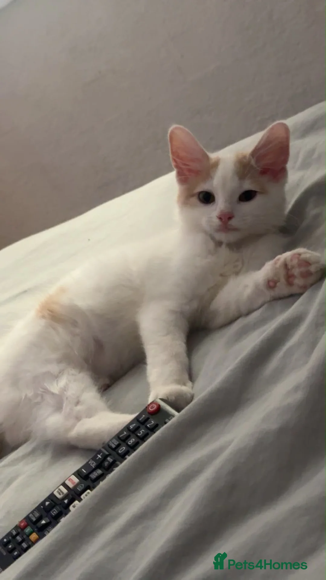 Maine Coon cats for sale: 🐾 Beautiful Maine Coon × Ragdoll Kitten - Advert 1