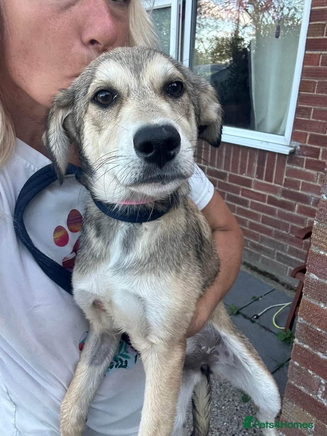 Mixed Breed dogs for adoption: Iris - Norwich Norfolk  - Image 6