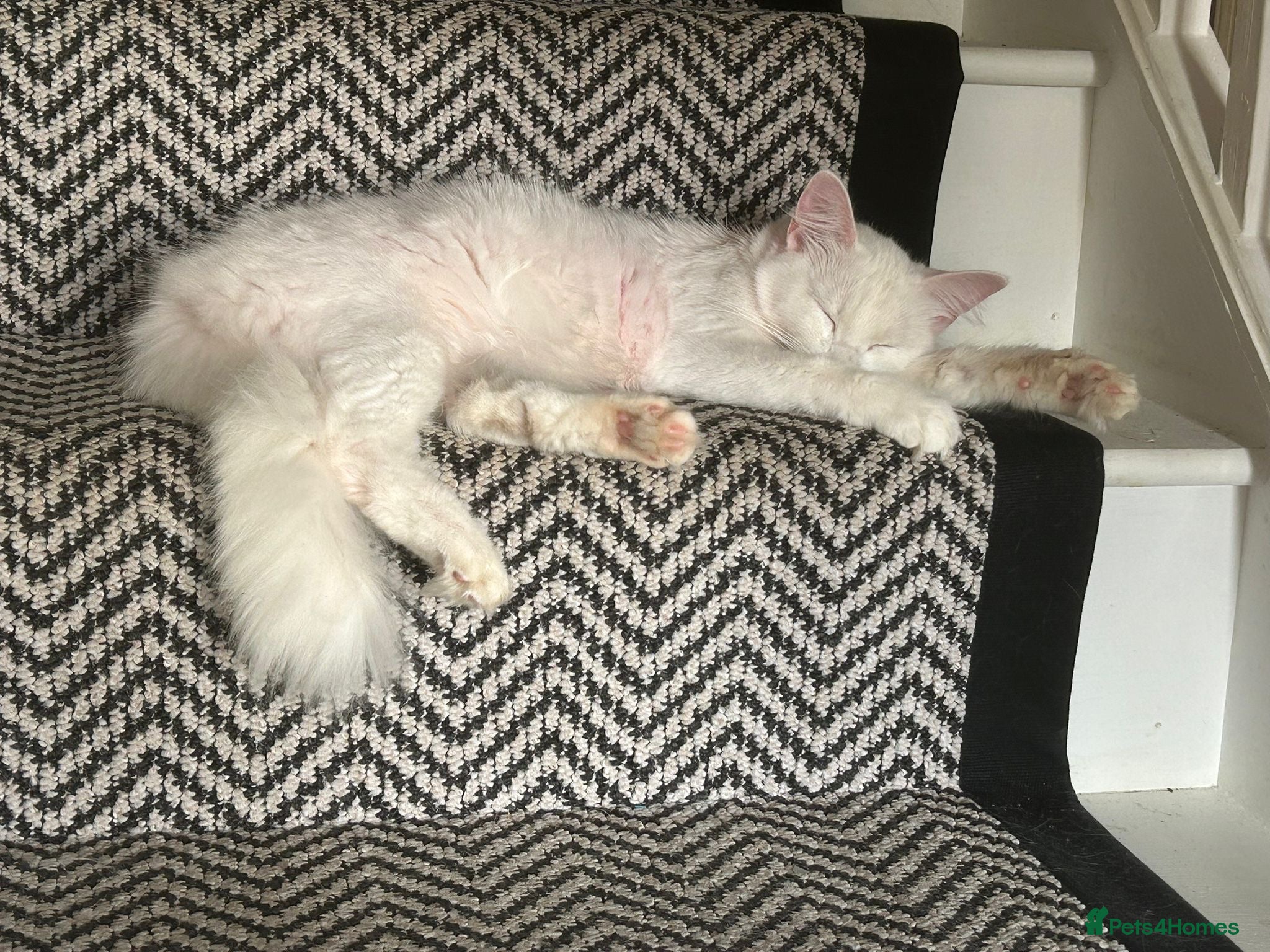 Mixed Breed cats Male cat for sale  - Advert 2