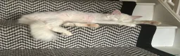Mixed Breed cats for sale: Male cat for sale  - Advert 1
