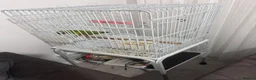 Parrots birds for sale: SENEGAL PARROT  in London - Advert 4