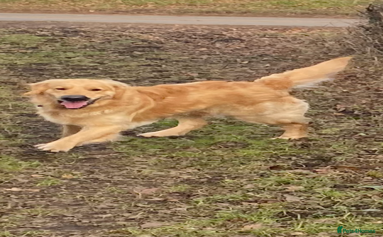 Golden Retriever dogs - Advert 1