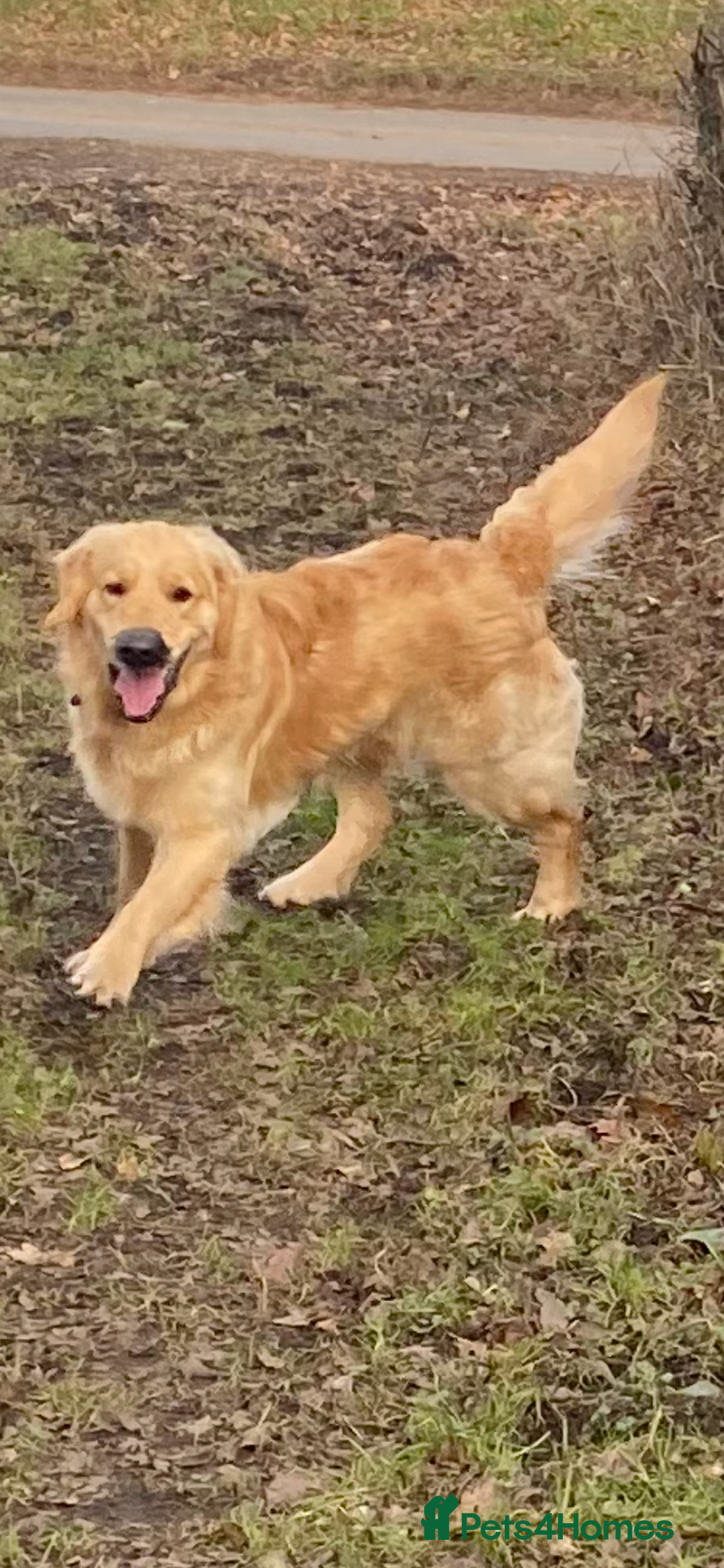 Golden Retriever dogs for sale: KC Golden Retriever Boy - Image 1