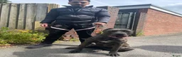 Bandog dogs for sale: Bandog male and female available  in Smethwick - Advert 5