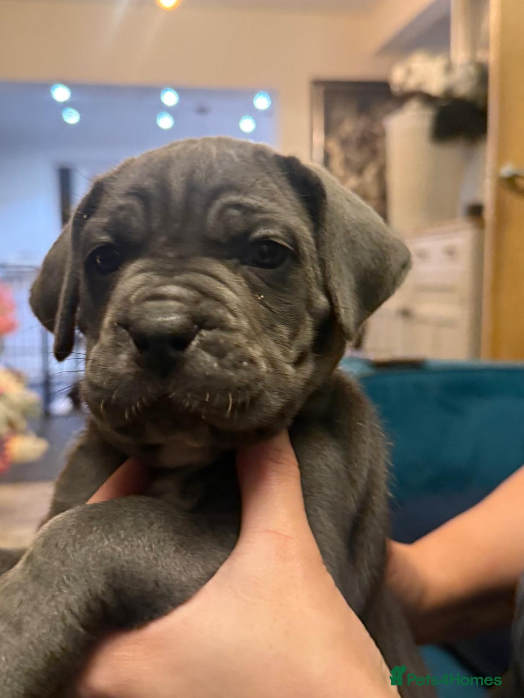 Cane Corso dogs for sale: Exceptional Quality Full Pedigree  - Advert 7