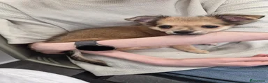 Chihuahua 1
