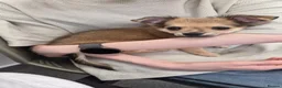 Chihuahua dogs for sale: Female Chihuahua for sale - Advert 3