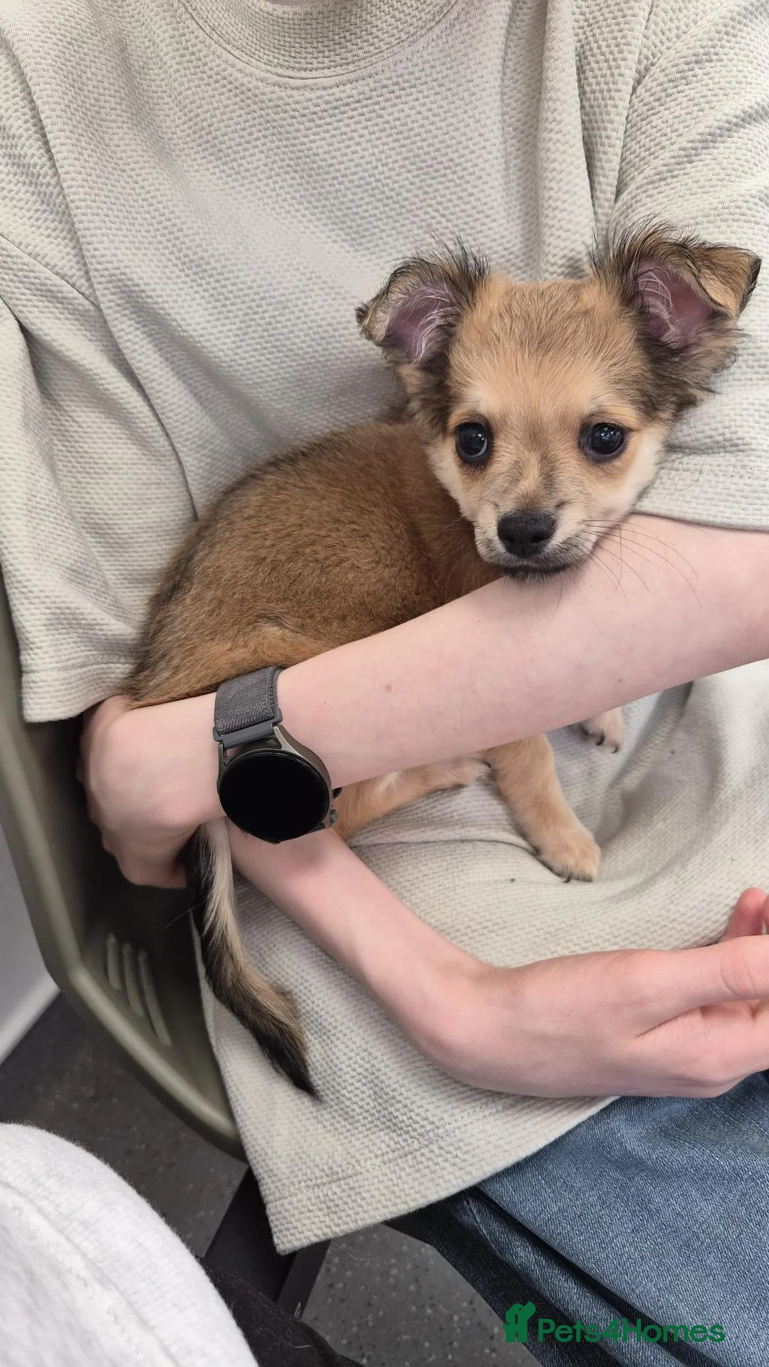 Chihuahua dogs for sale: Female Chihuahua for sale - Advert 3