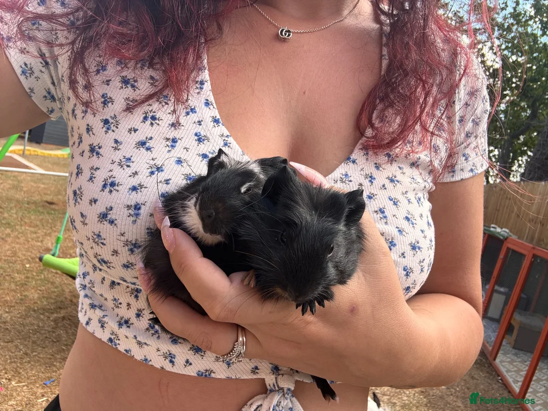 Guinea Pig rodents for sale: 2 baby boy guinea pigs  - Advert 3