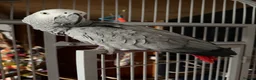 Parrots birds for sale: African grey parrot - Advert 4
