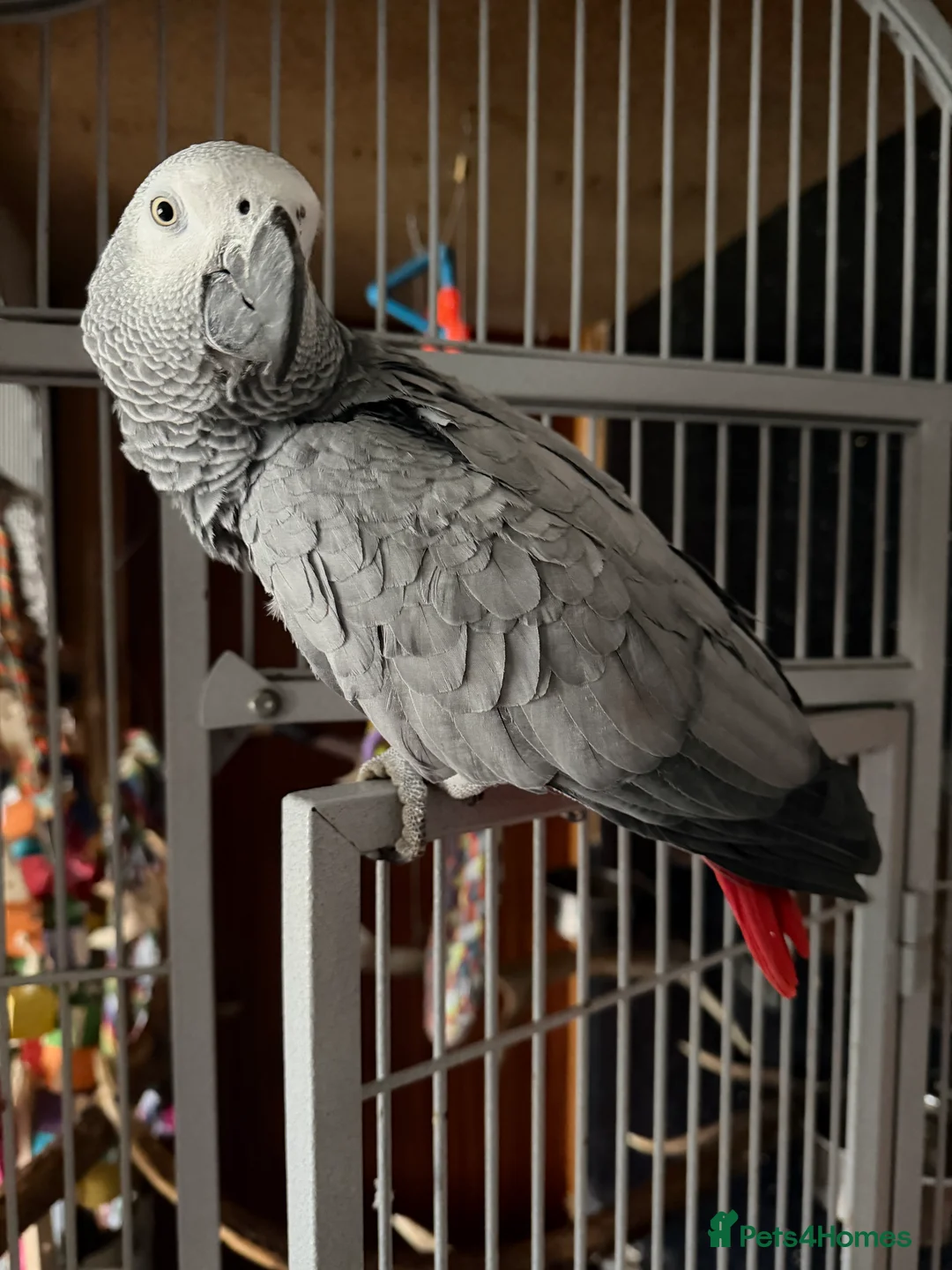 Parrots birds for sale: African grey parrot - Advert 4