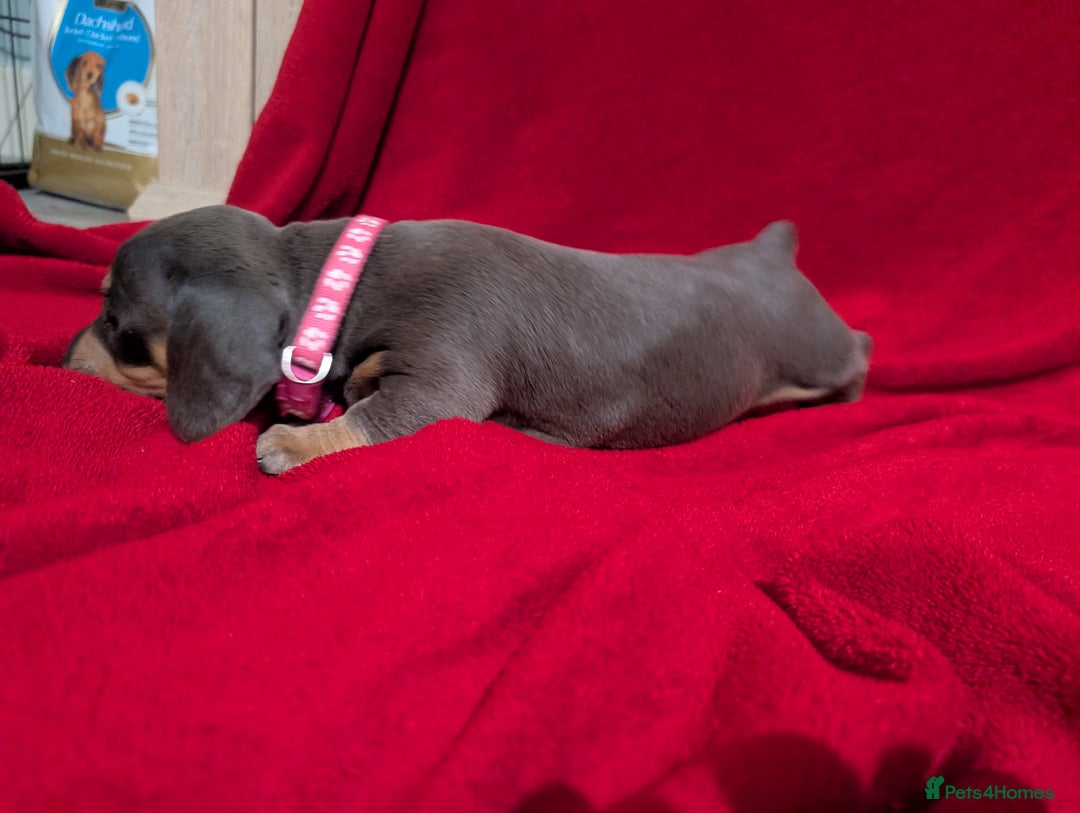 Miniature Dachshund dogs for sale: Miniature dashunds blue and tan - Advert 29