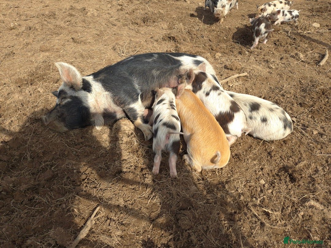 Pig livestock for sale: Stunning boys ready now  - Image 3