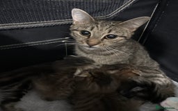 British Shorthair cats for sale: 4 boy British short haired tabby’s  - Advert 5