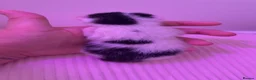 Mixed Breed cats for sale: All available apart from black tailed calico! - Advert 2