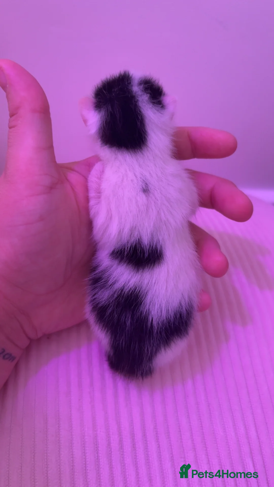 Mixed Breed cats for sale: All available apart from black tailed calico! - Advert 2