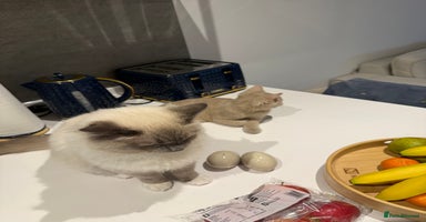 Ragdoll cats Beautiful Blue point mitted Ragdoll  - Advert 11