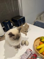 Ragdoll cats Beautiful Blue point mitted Ragdoll - Advert 11