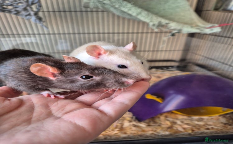 Rat rodents - Advert 1