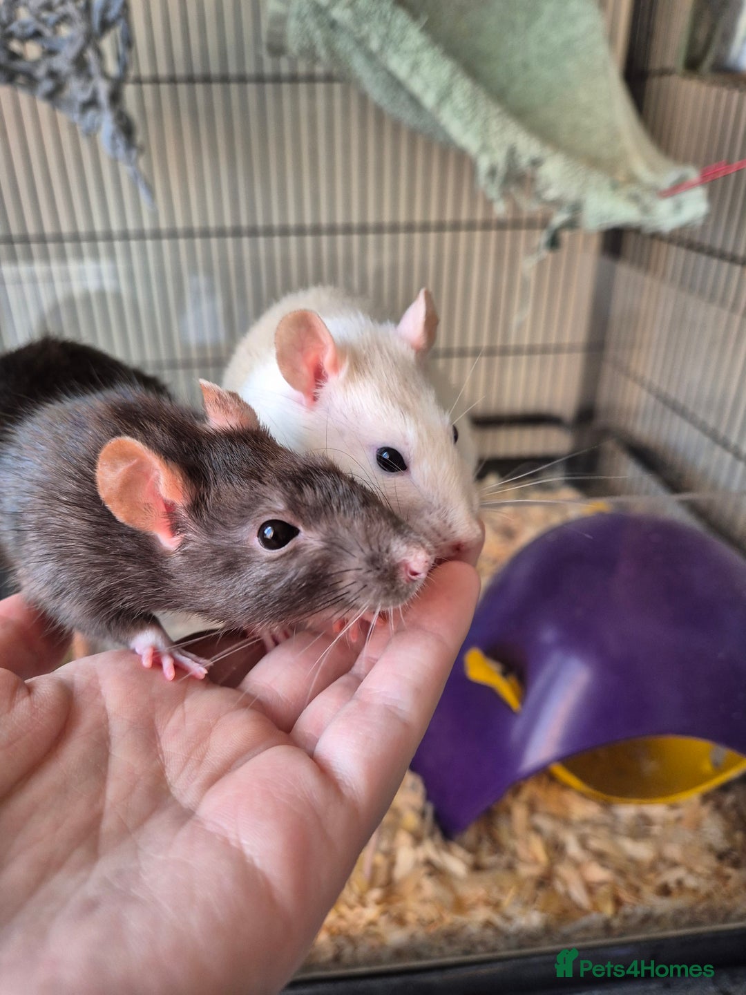 Rat rodents for sale: Two females rats - Image 1