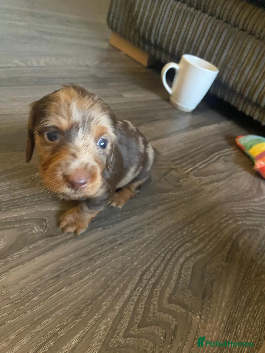 Dachshund dogs for sale: Long haired miniature  - Advert 9