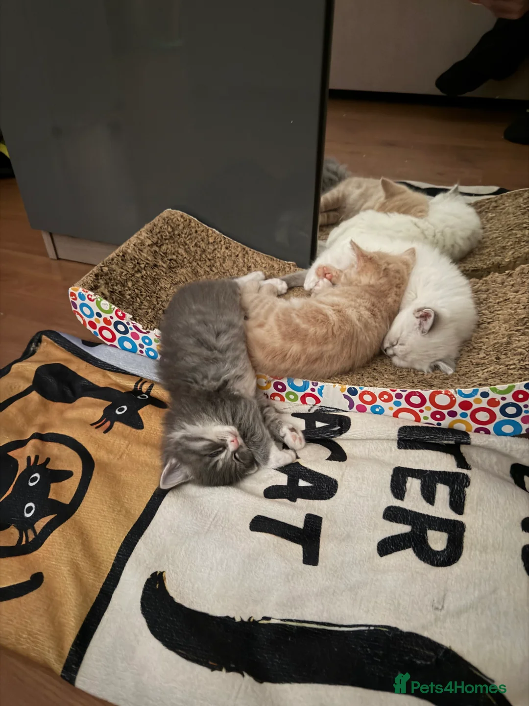 Ragdoll cats for sale: Ragdoll x BSH  - Advert 3