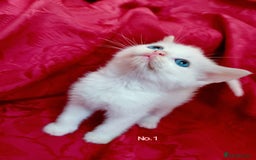 Mixed Breed cats for sale: 4 Gorgeous Pure White Kittens Available 7th Nov - Image 8