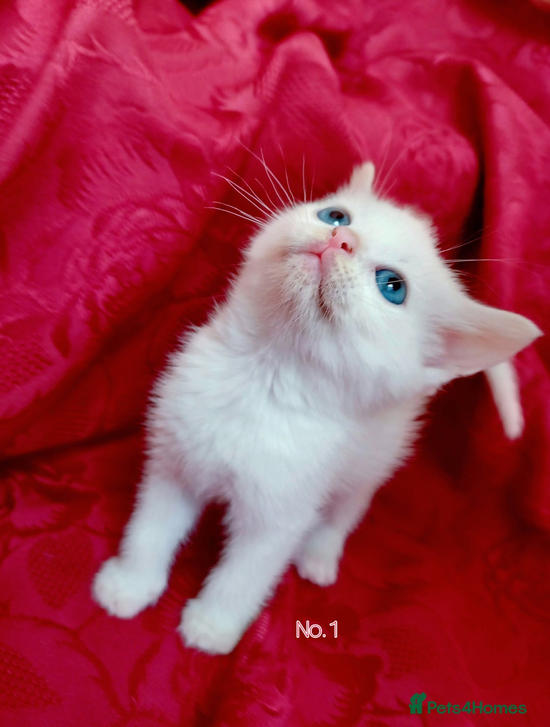 Mixed Breed cats for sale: 4 Gorgeous Pure White Kittens Available 7th Nov - Image 8