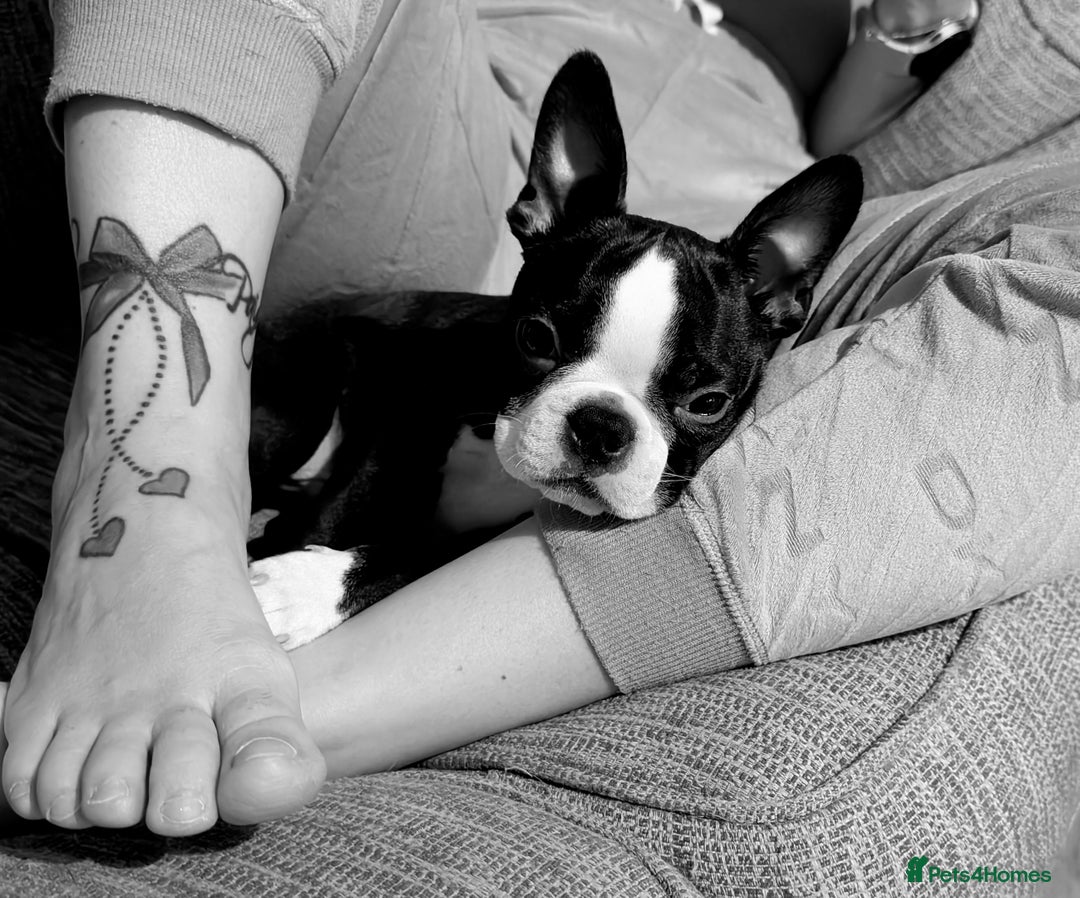 Boston Terrier dogs for sale: SOLD** - Advert 24