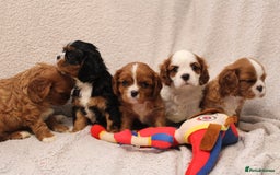 Cavalier King Charles Spaniel dogs for sale: Beautiful Cavalier king charles spaniel puppies - Image 3