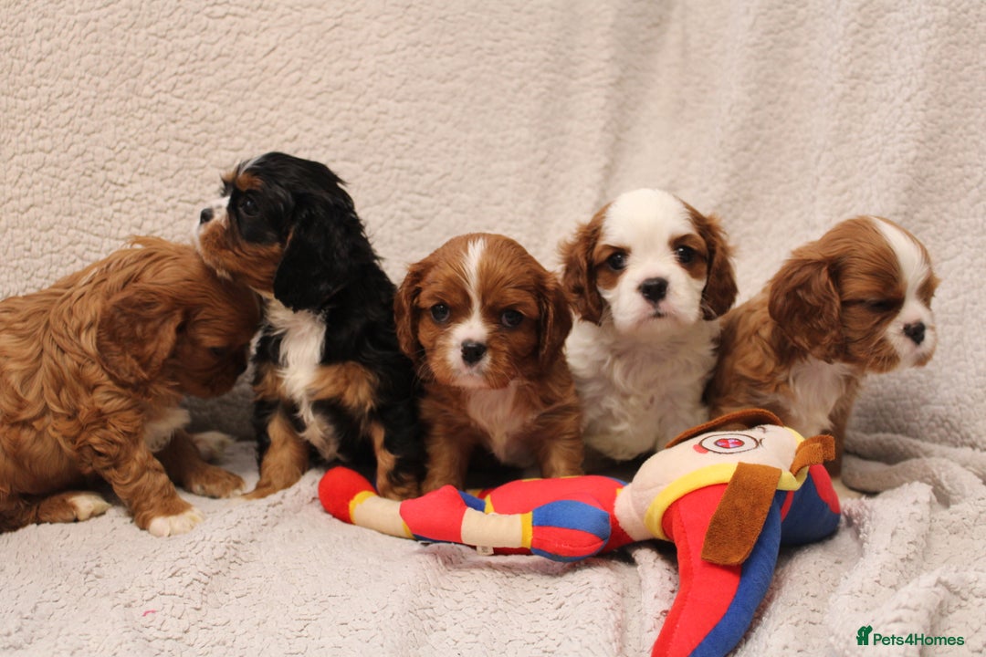 Cavalier King Charles Spaniel dogs for sale: Beautiful Cavalier king charles spaniel puppies - Image 3