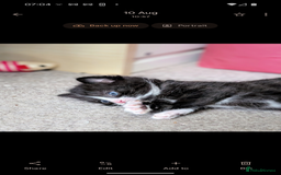 Mixed Breed cats for sale: Healthy kittens - READY NOW ( 8 weeks old )  - Image 29