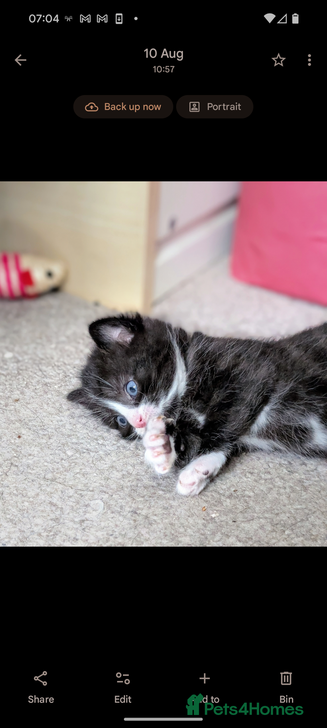 Mixed Breed cats for sale: Healthy kittens - READY NOW ( 8 weeks old )  - Image 29