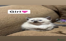 Mixed Breed cats for sale: Kittens for sale  - Advert 13