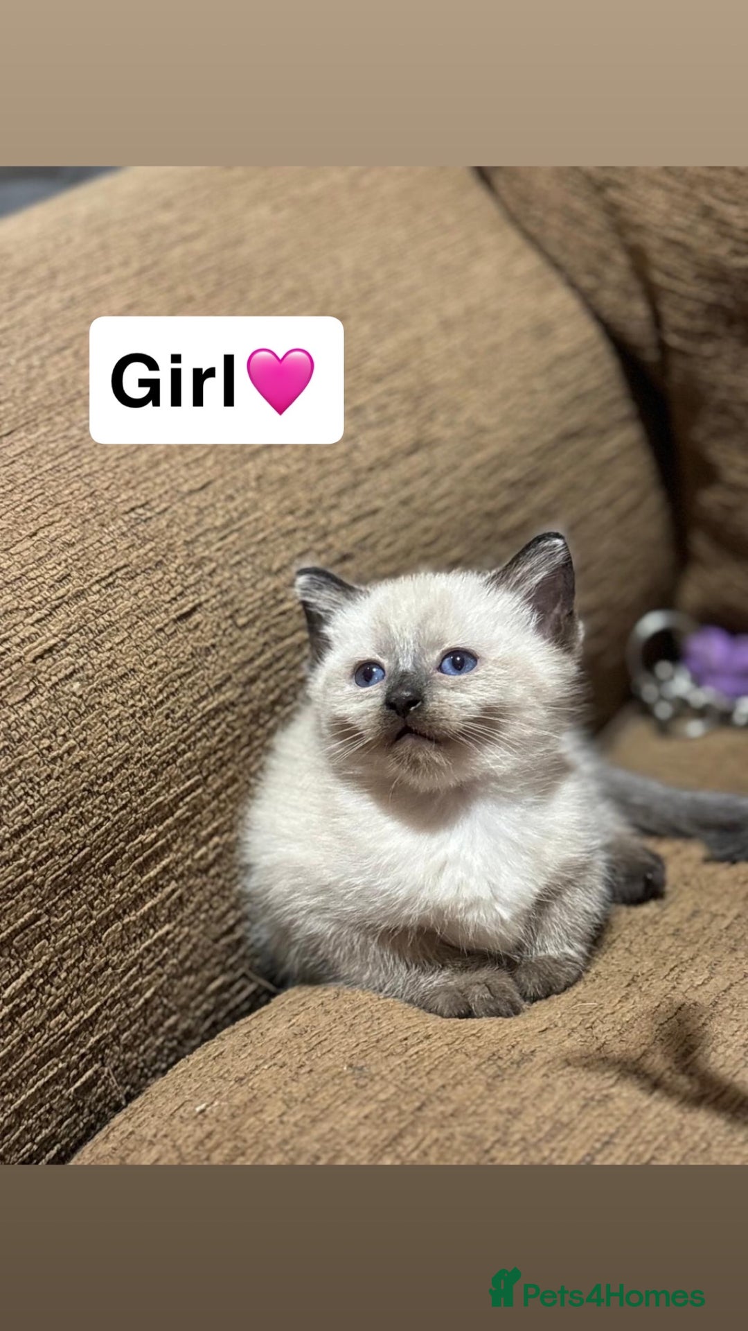 Mixed Breed cats for sale: Kittens for sale  - Advert 13