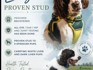 English Springer Spaniel dogs PROVEN English springer spaniel for stud - Advert 2