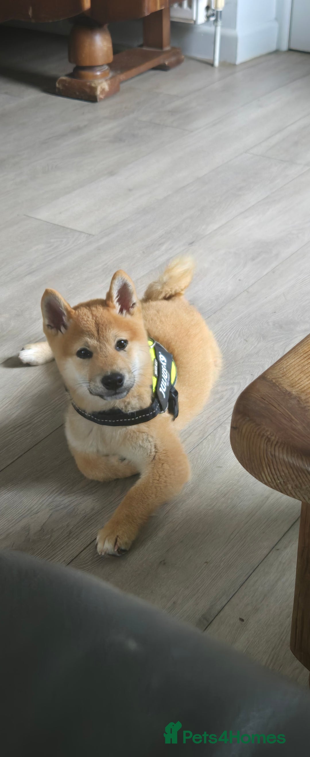 Japanese Shiba Inu dogs for sale: Stunning Shibas  in Llanybydder - Image 28