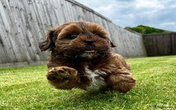 Shihpoo dogs for sale: Shipoo Pups - Image 8