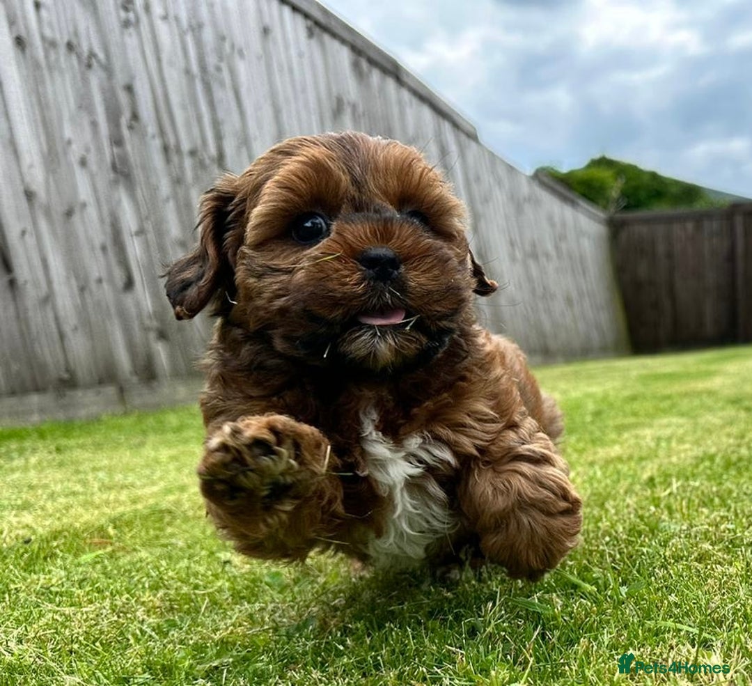 Shihpoo dogs for sale: Shipoo Pups - Image 8