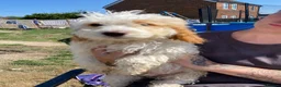 Cavapoo dogs for sale: F1b cavapoos - Advert 5