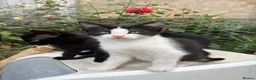 Mixed Breed cats for sale: Five Loving Kittens Ready for Forever Homes - Advert 14