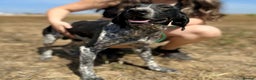 Mixed Breed dogs for adoption: Bracken (German Pointer mix) - Advert 21