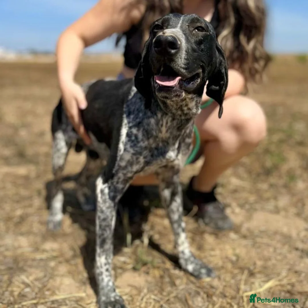 Mixed Breed dogs for adoption: Bracken (German Pointer mix) - Advert 21