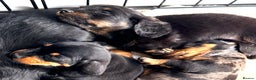 Miniature Dachshund dogs for sale: Sausage Puppies! - Advert 10
