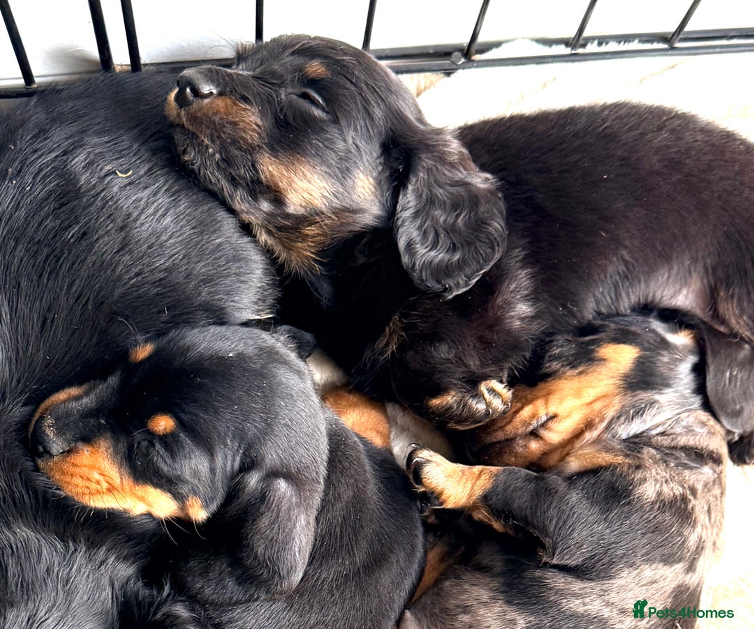 Miniature Dachshund dogs for sale: Sausage Puppies! - Advert 10