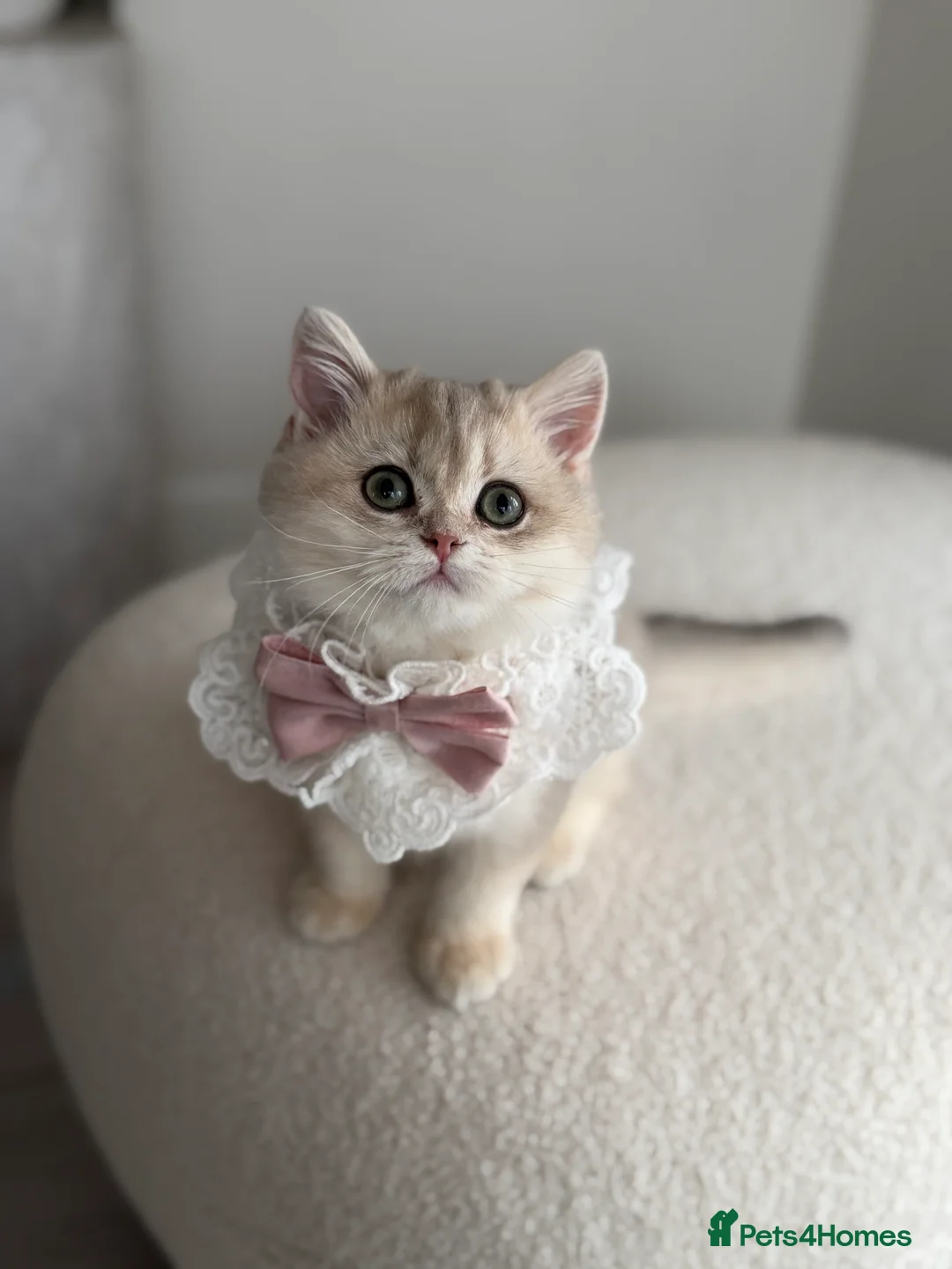 British Shorthair cats for sale: Blue Golden British Shorthair kitty - Advert 5