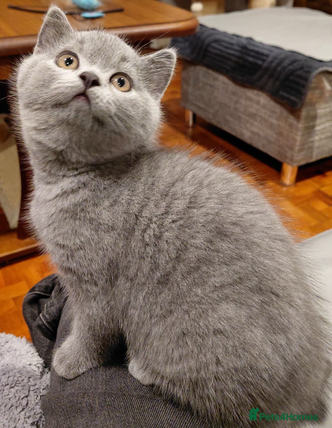 British Shorthair cats for sale: GCCF Registered Championship Line BSH Kittens - Advert 34