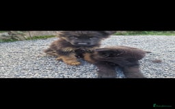 German Shepherd dogs for sale: German Shepherd pups  - Image 19